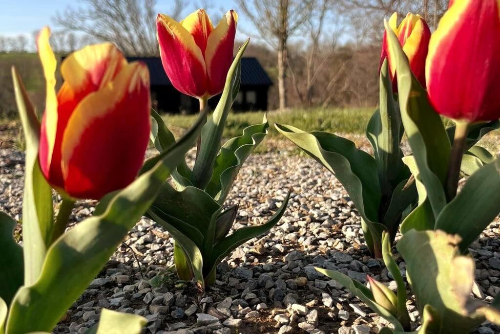 #4 Kentucky Bourbon Trail Bourbon Barrel Cottages