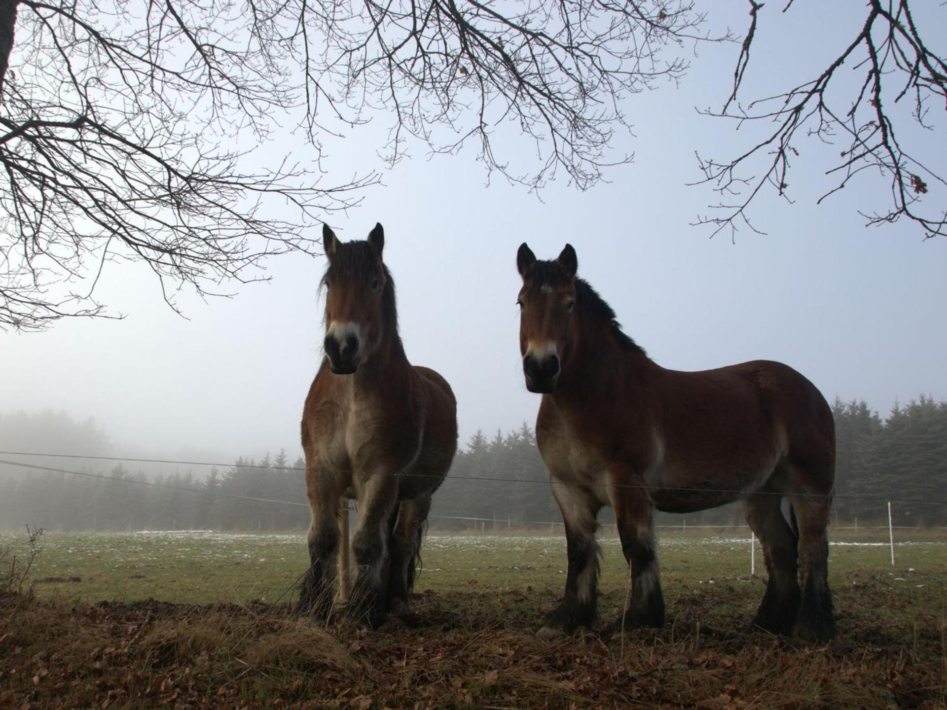Fewo-rosenberger-sauerland