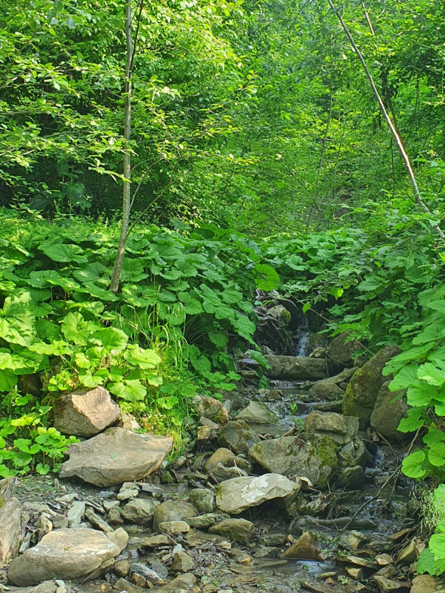 Forest House Doftana