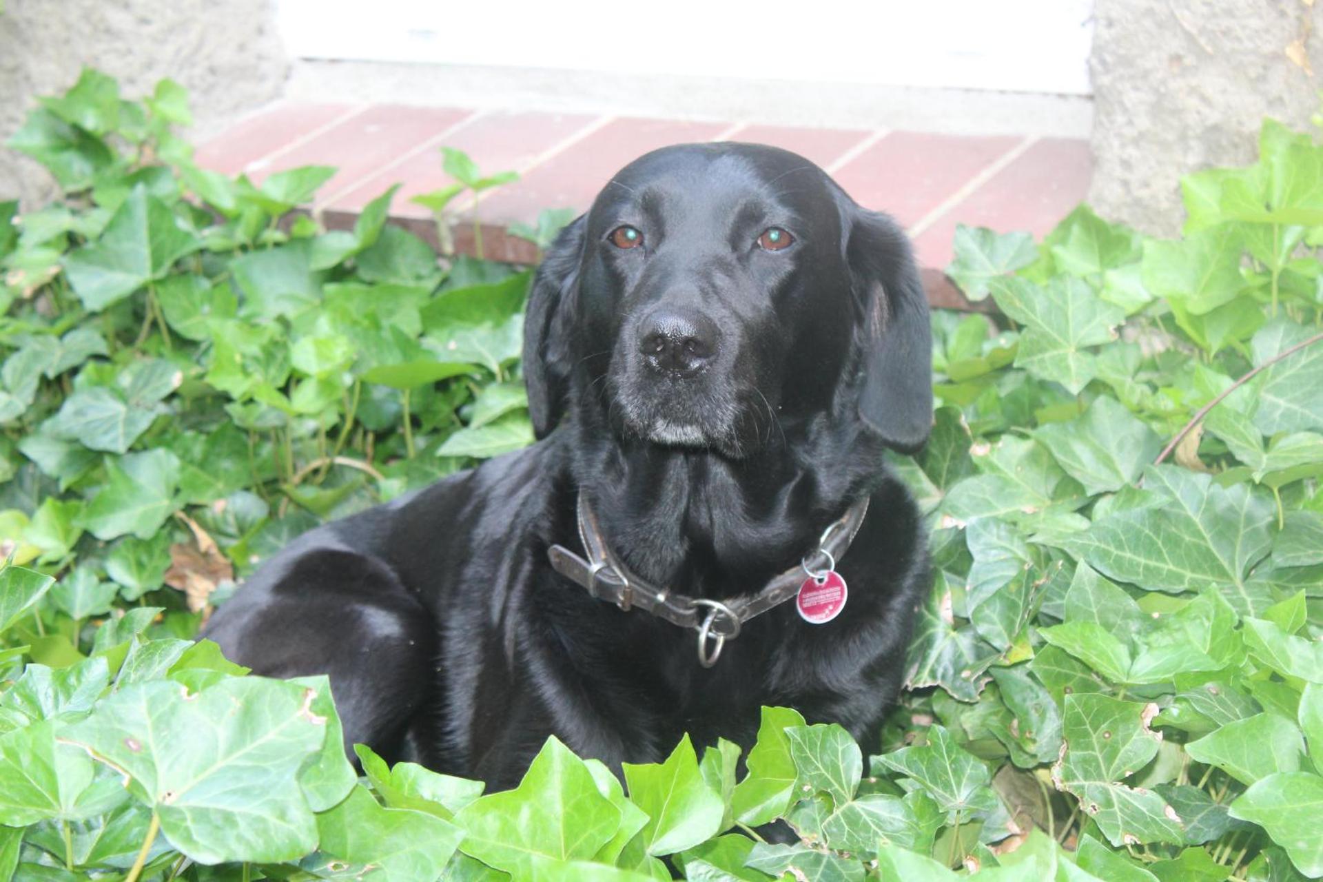 Forstgut Stübeckshorn