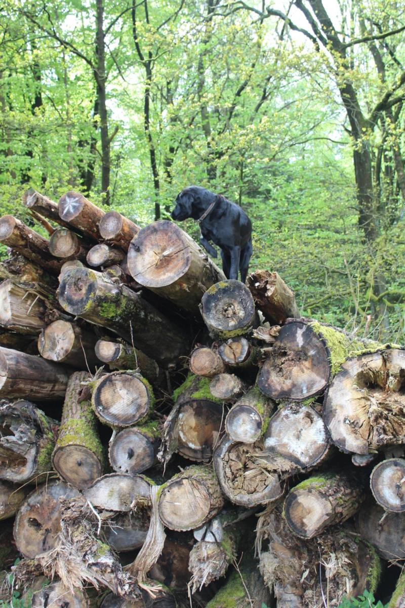 Forstgut Stübeckshorn