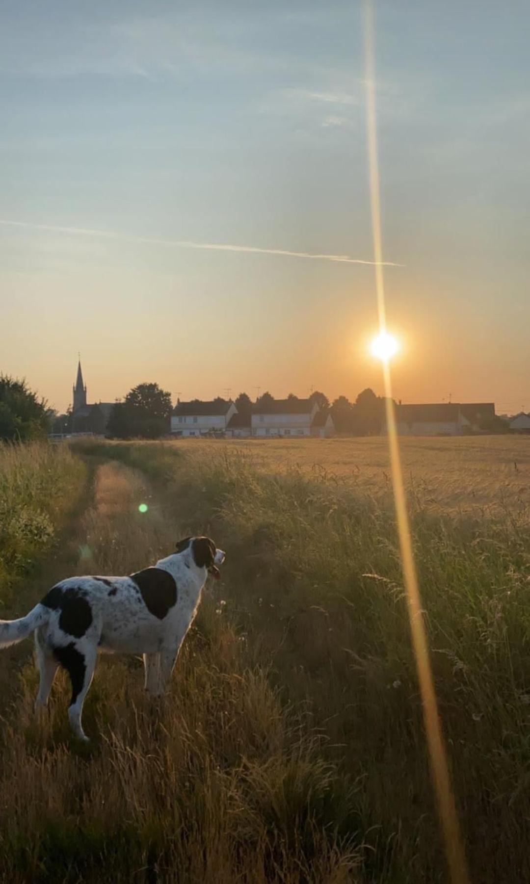 The Old School House