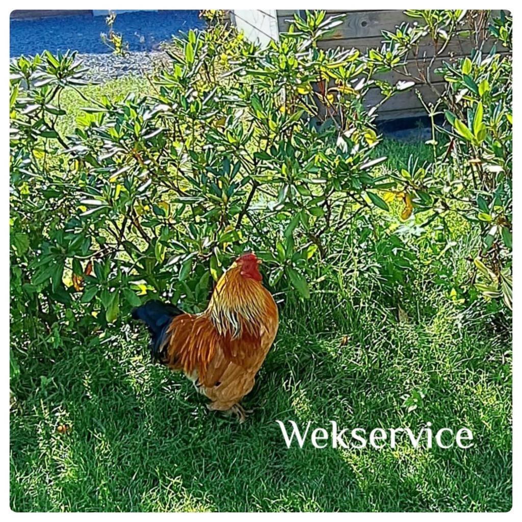 bungalow Onder de iep