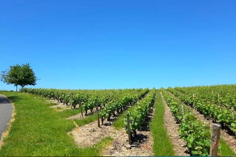 Gîte au bord du Cher "La Mésange Verte"