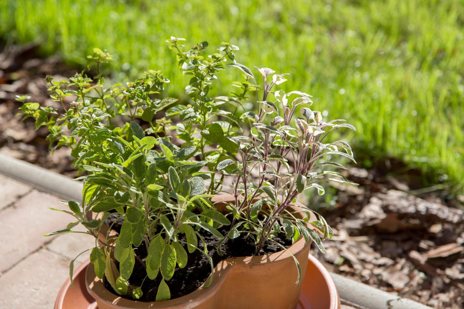 Almafás Jakuzzis Apartmanház Őrség