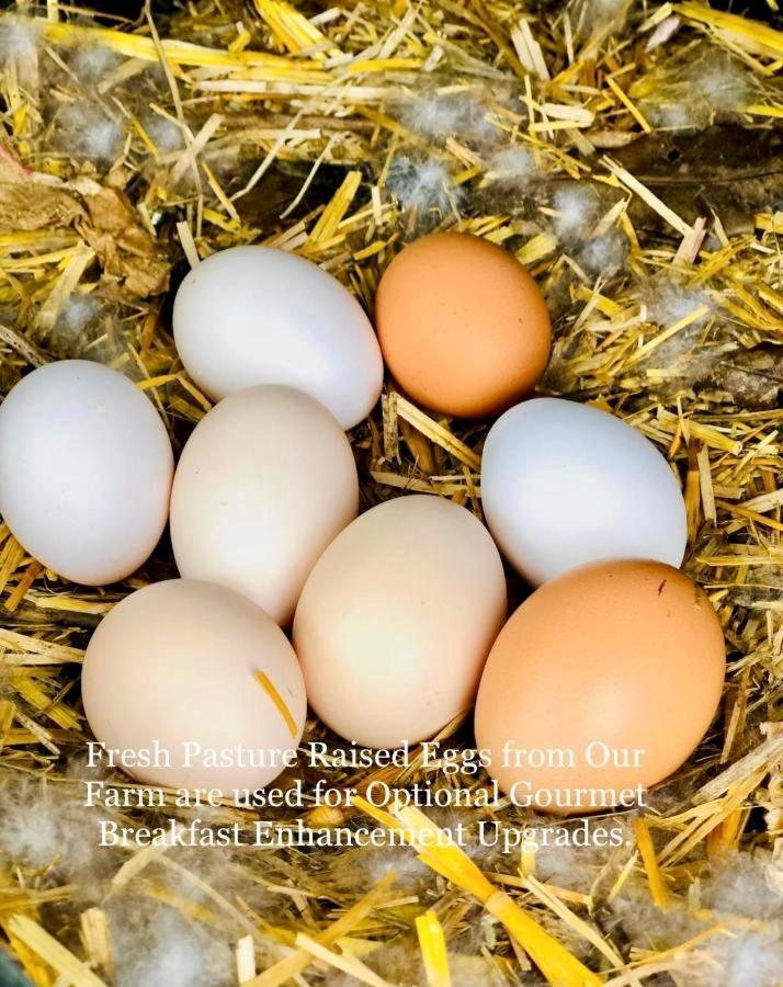 Quinta Pereirinha Farm - A Private 3 Bedroom Vacation Home, Close to Hiking w Ocean Views - Pico Island, Azores