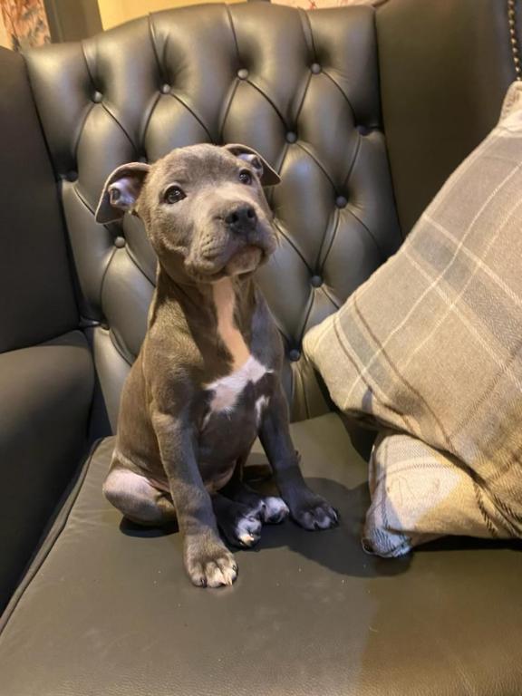 The Strawbury Duck Inn