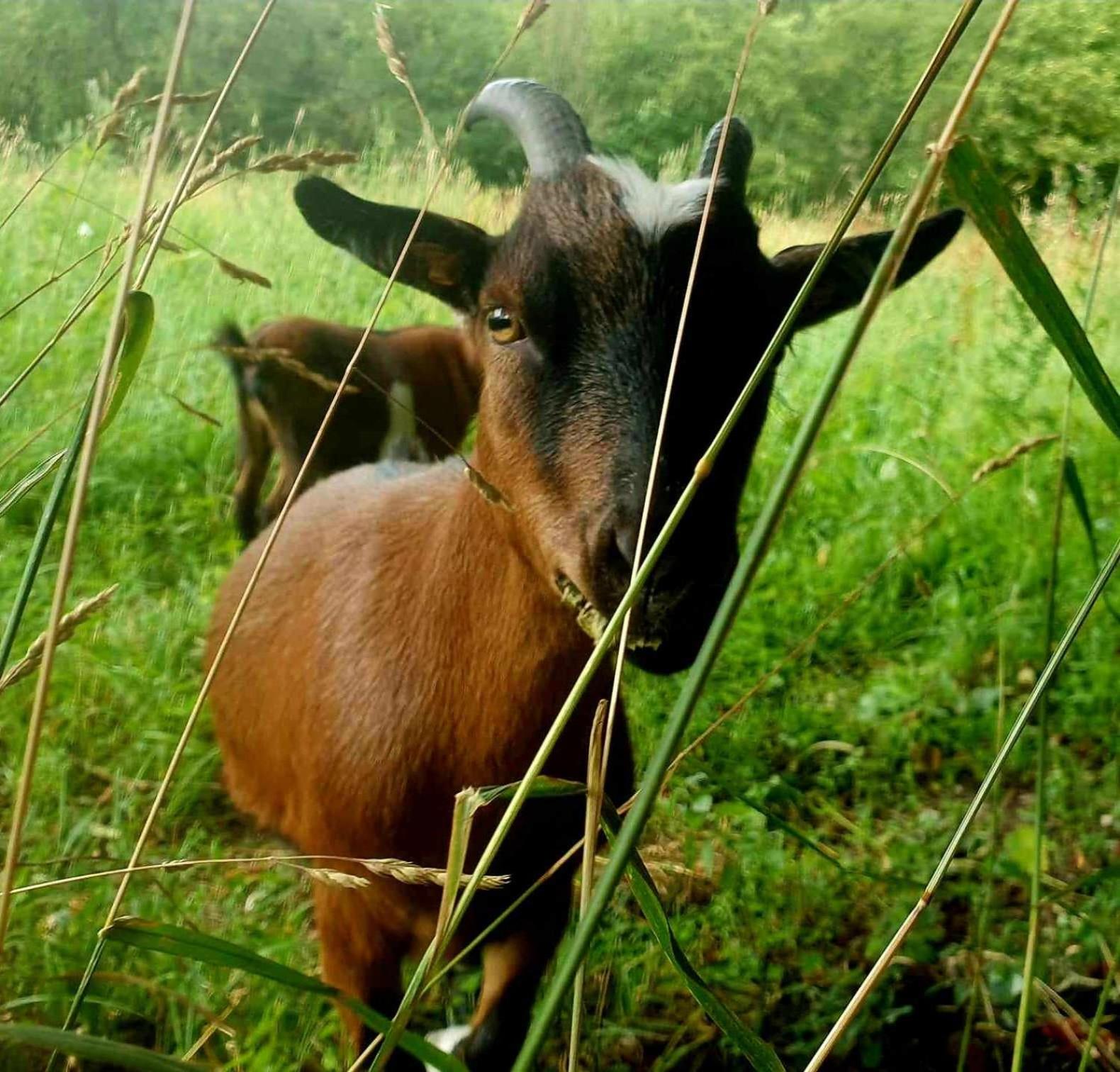 Le murmure des Lucioles