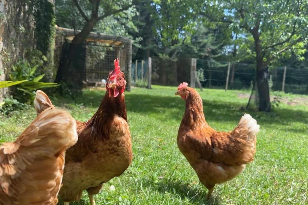 Le Perchoir Gîte de charme dans château -SPA-