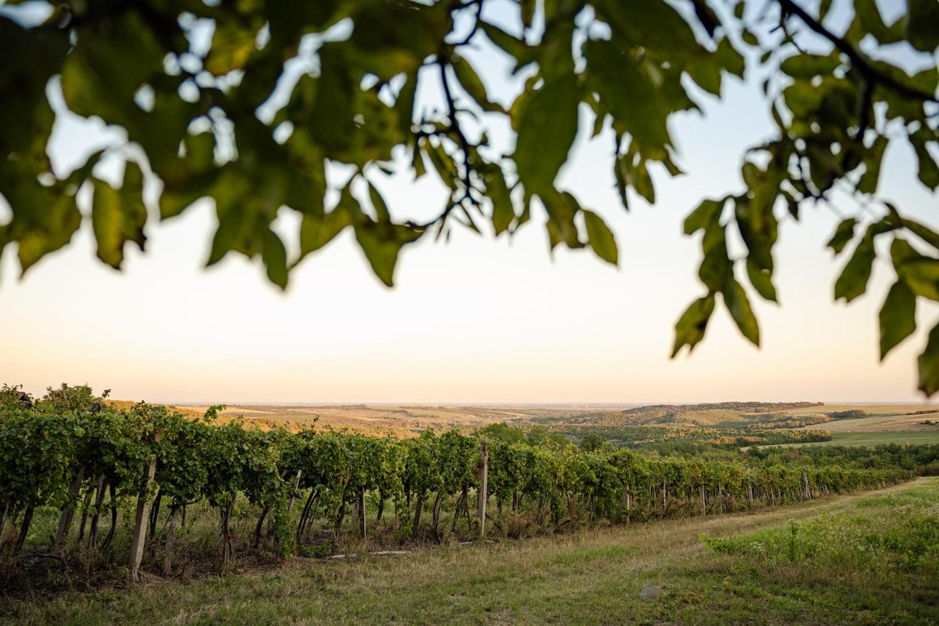 Kotyogó Apartmanok, Bogács