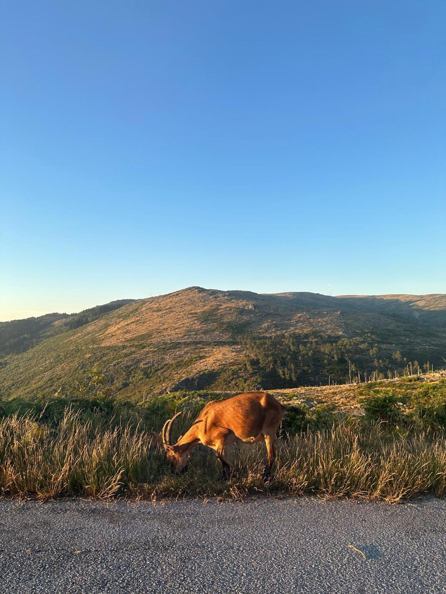 Refúgio das Carquejas