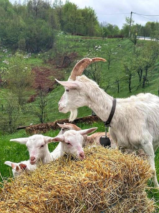 Guest Accommodation Butina