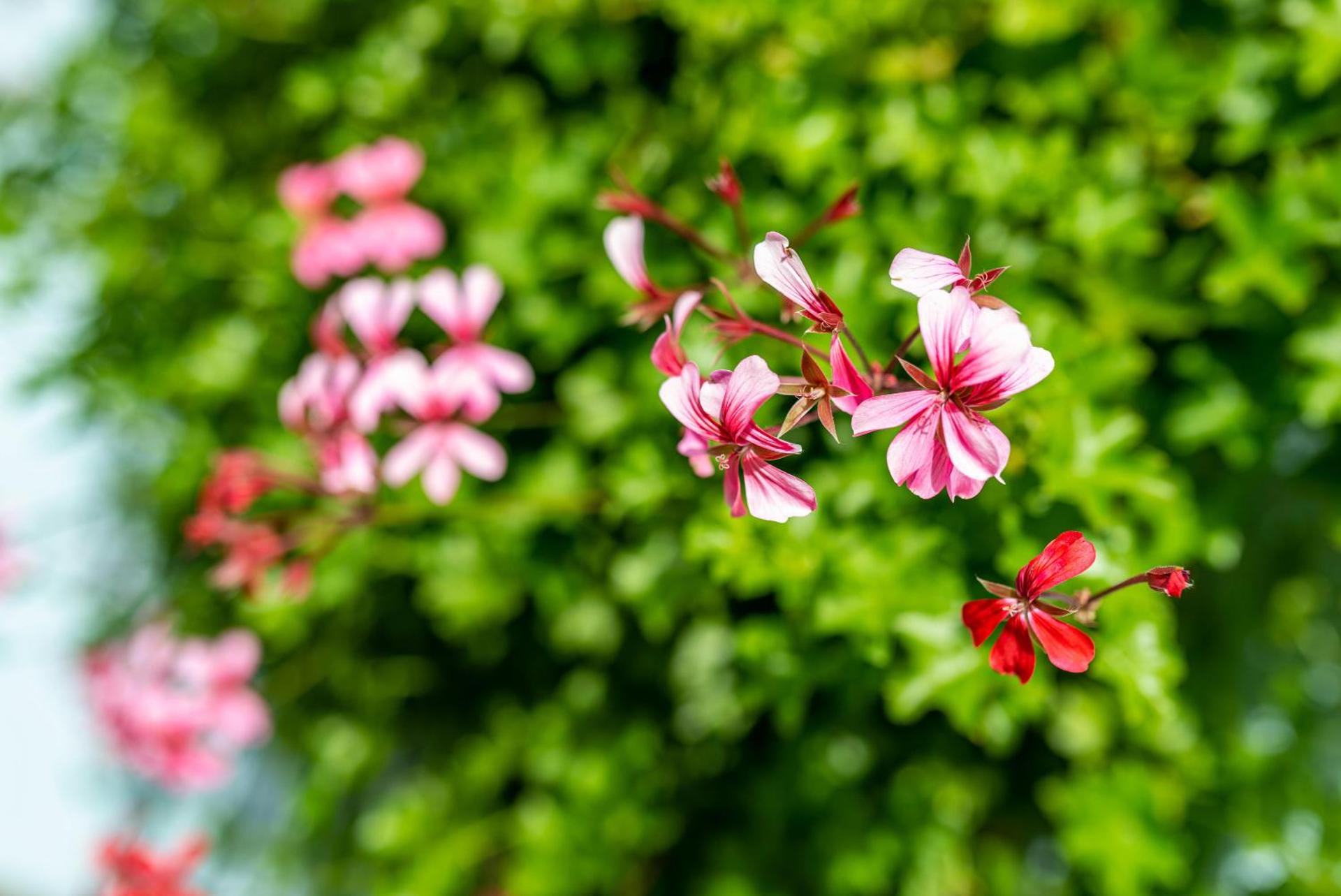 Ferienwohnung Blaues Haus