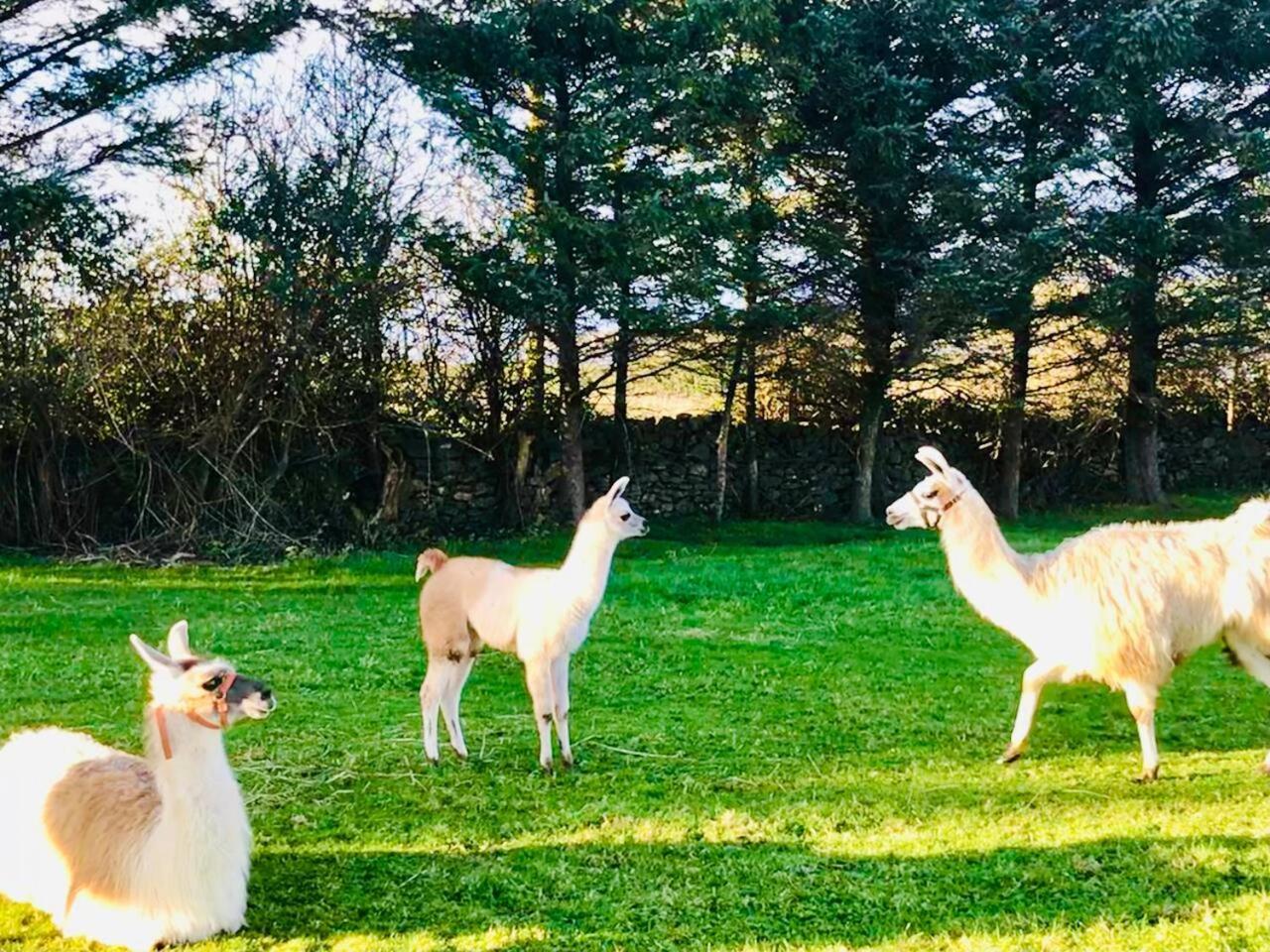 The Lazy Llama Farm Stay Shepherd Hut