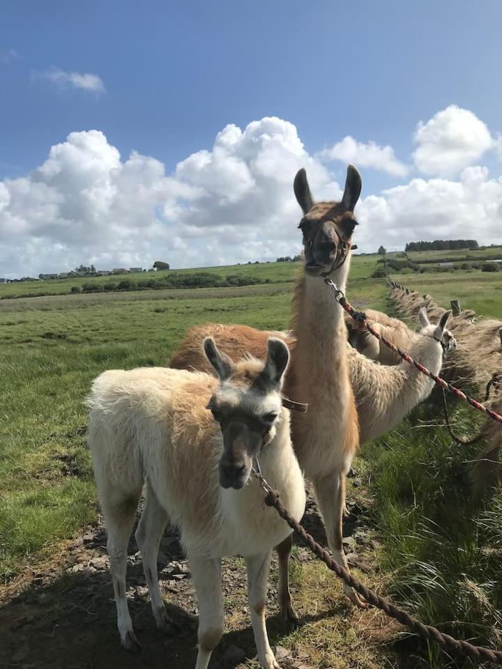 The Lazy Llama Farm Stay Shepherd Hut