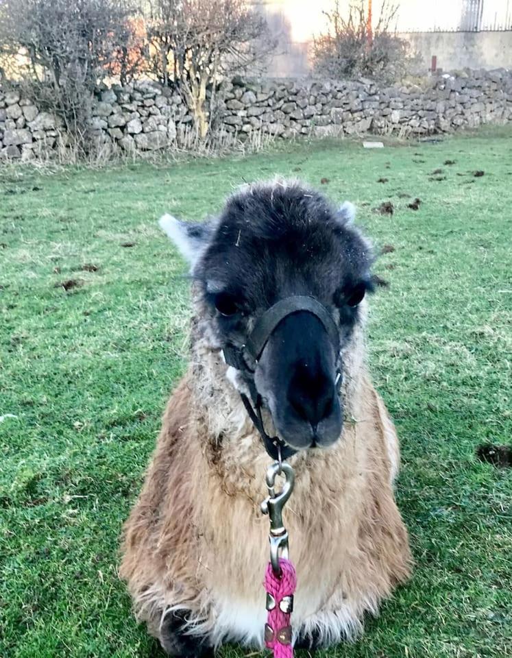 The Lazy Llama Farm Stay Shepherd Hut