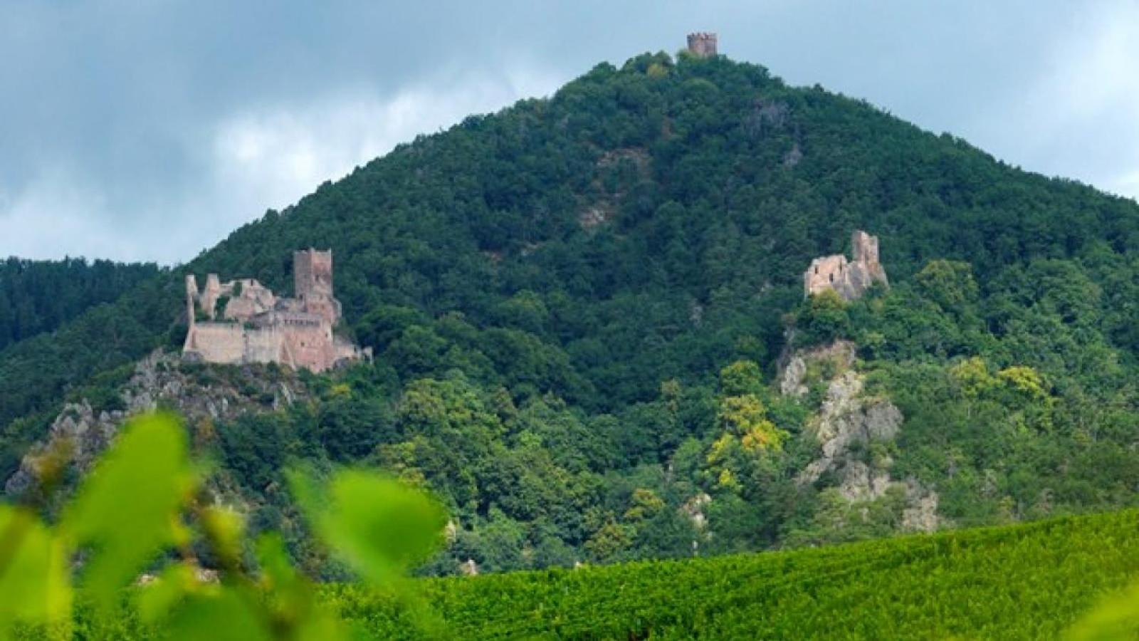 Gîte Ripcup au coeur de Ribeauvillé