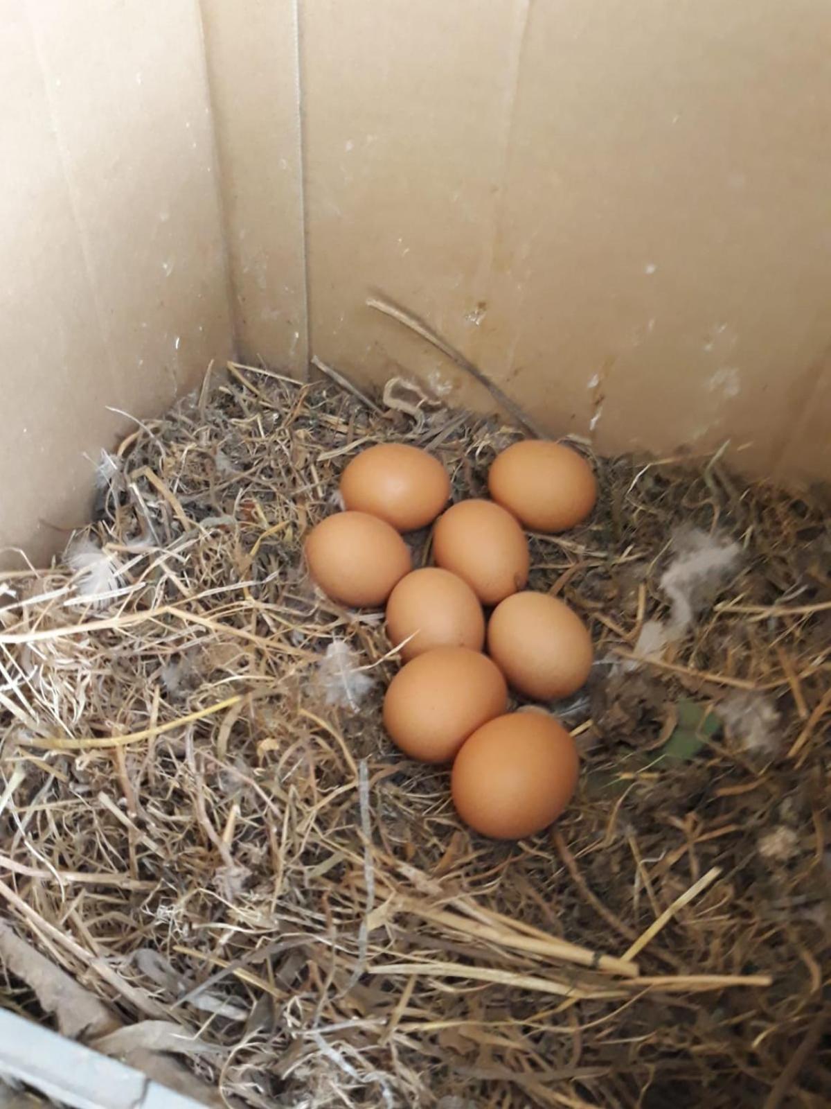 Agriturismo il Pettirosso