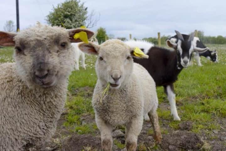 Niamh's Seaside Cottage
