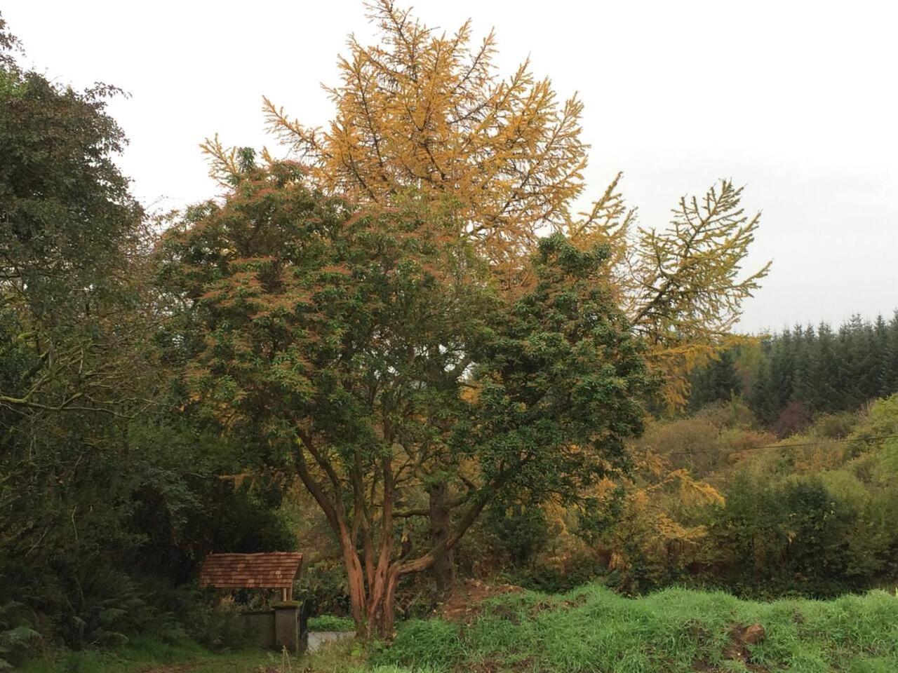 Aughavannagh Yurt Glamping