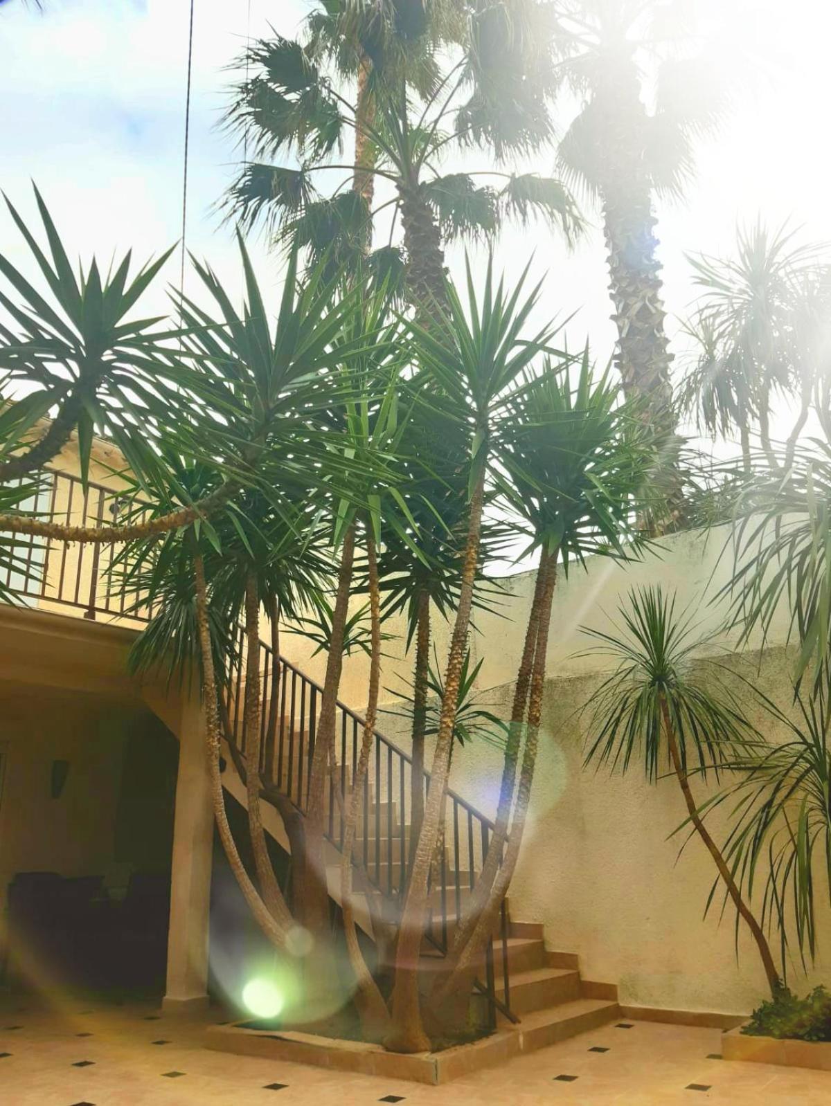 L'Olivier - Centre village - Au calme