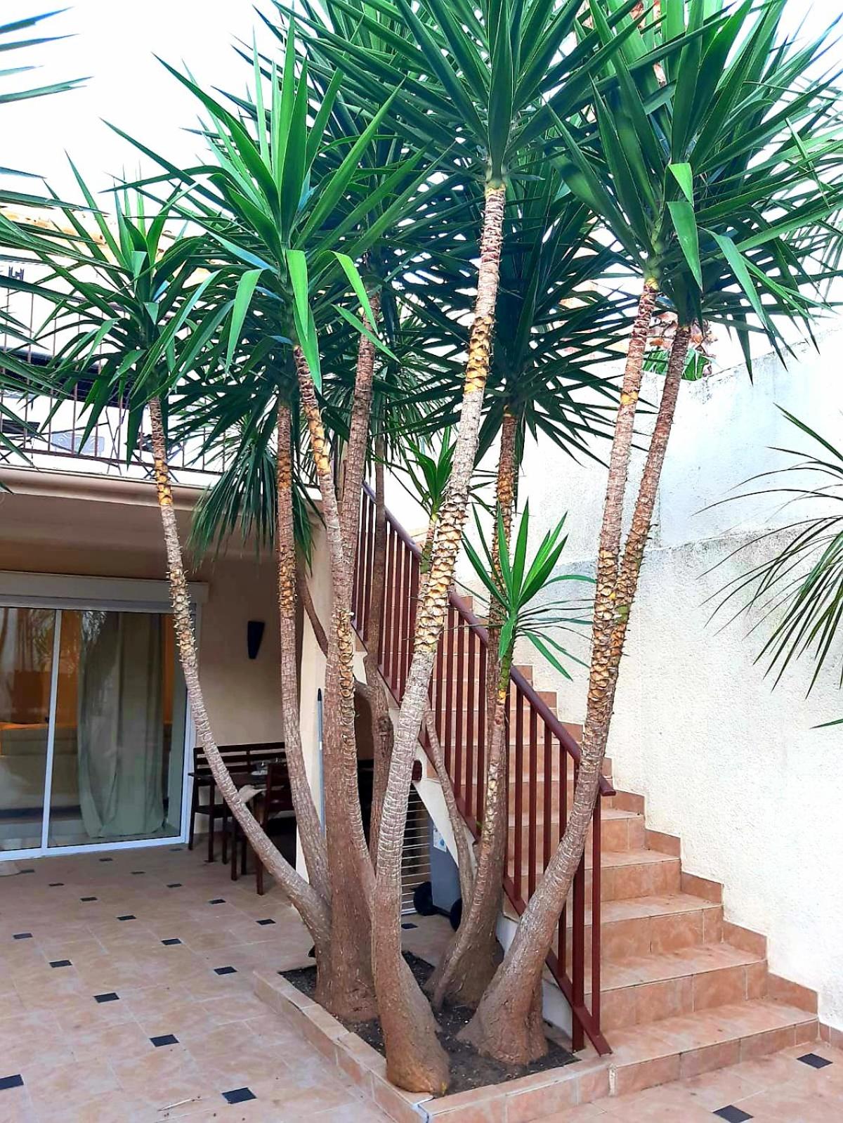 L'Olivier - Centre village - Au calme