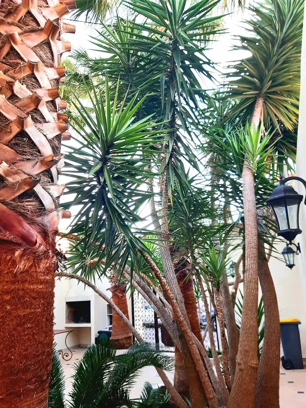 L'Olivier - Centre village - Au calme