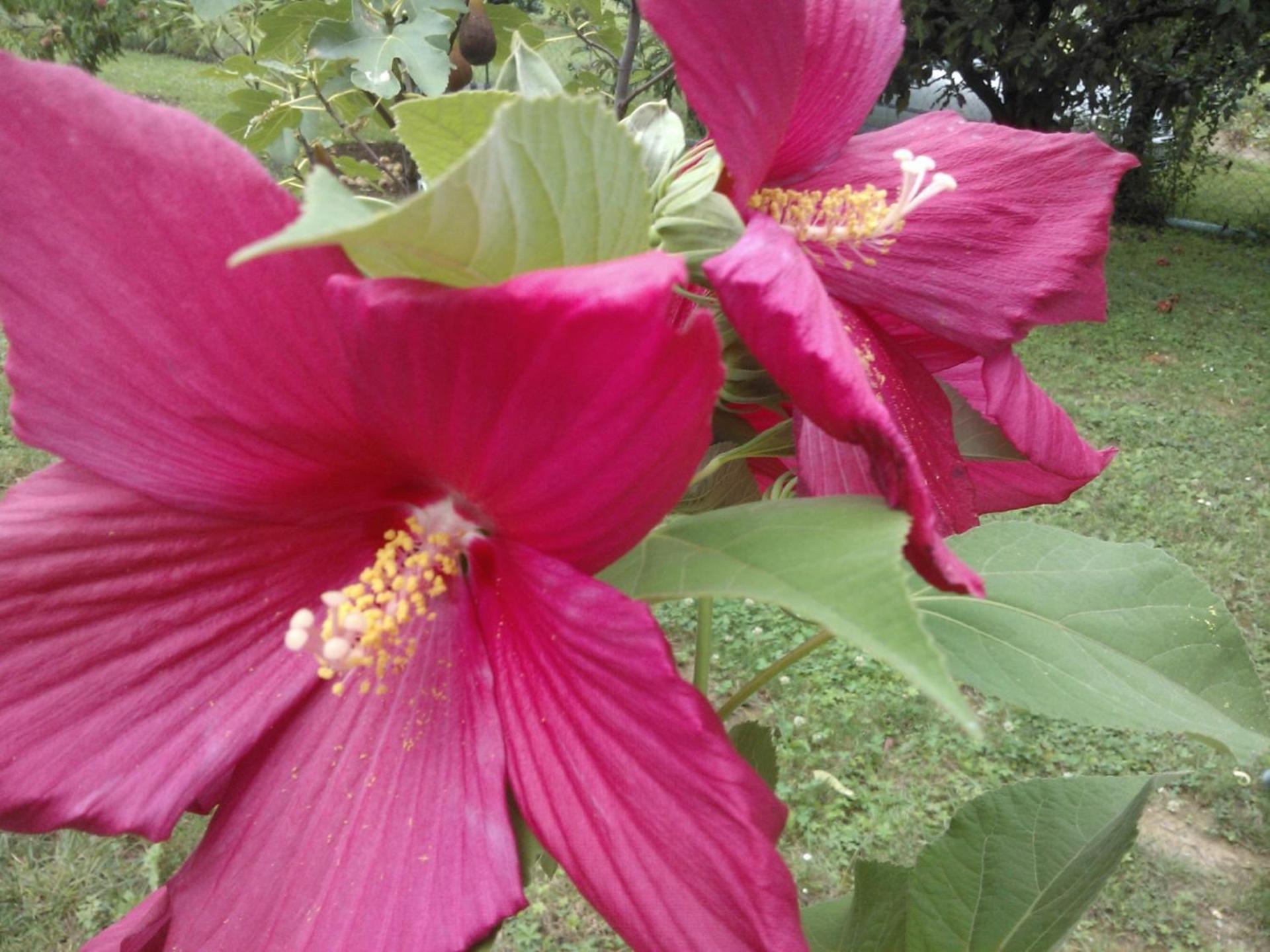 Logo/Certificate/Sign