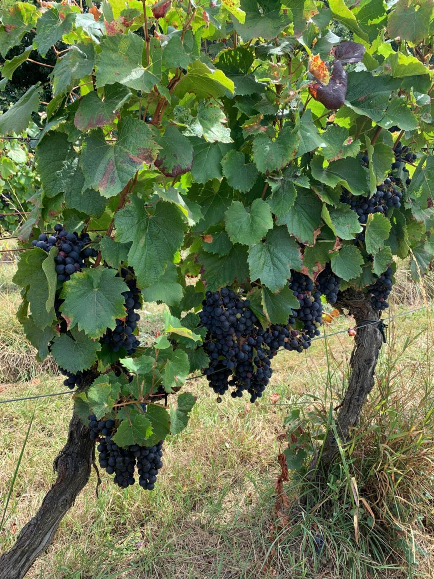La Dépendance de Bazin