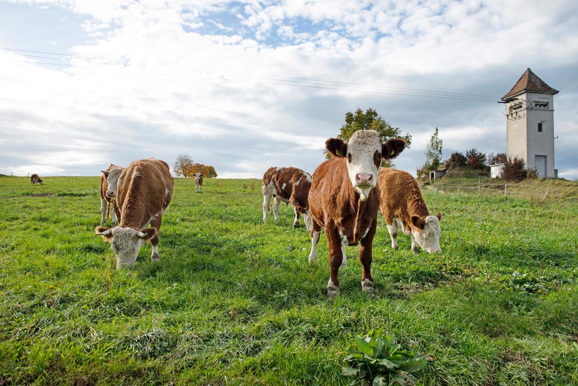 Landluft Ferien - Wohnung Morgentau