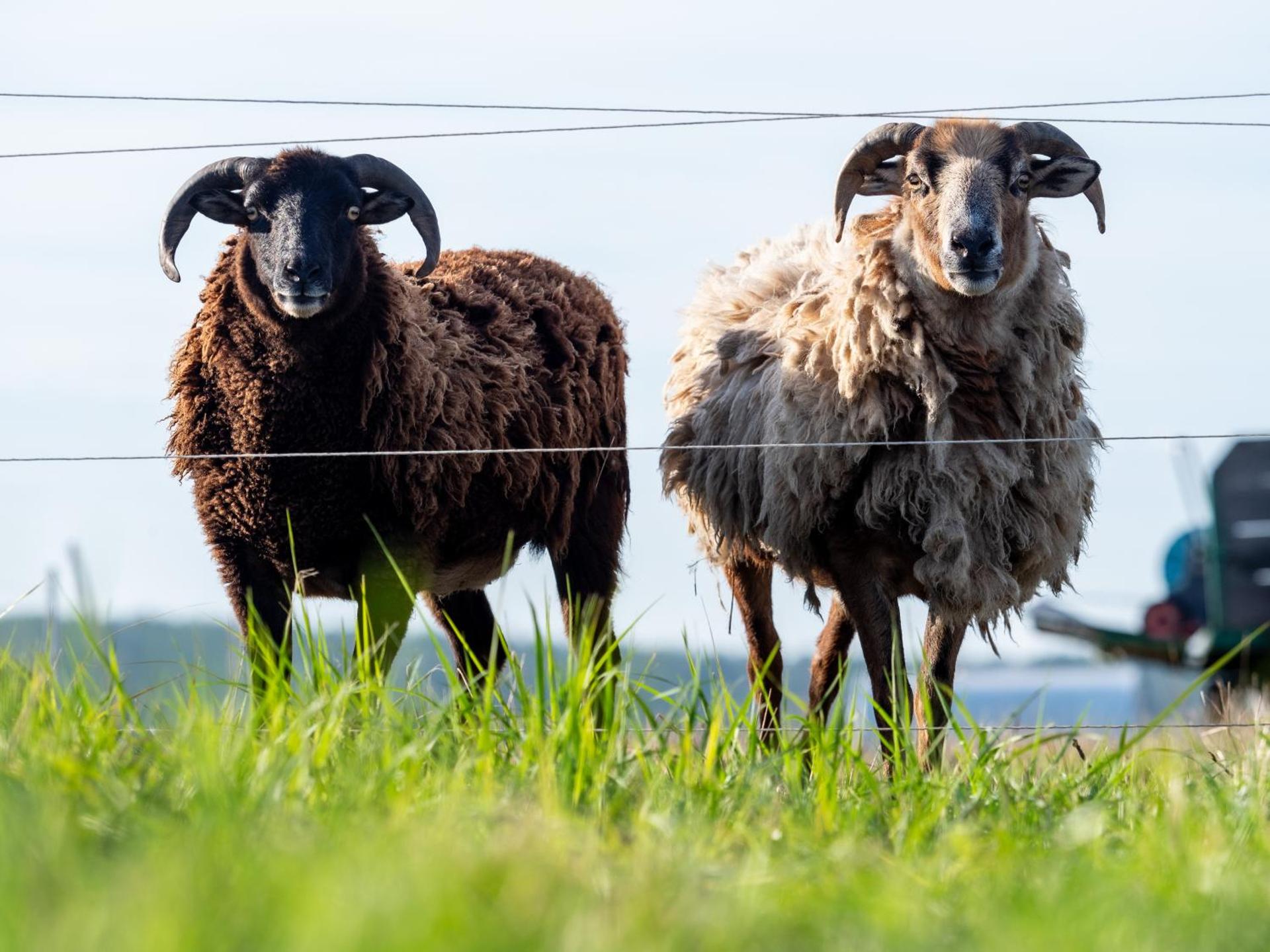 Weingut & Gästezimmer Zillinger