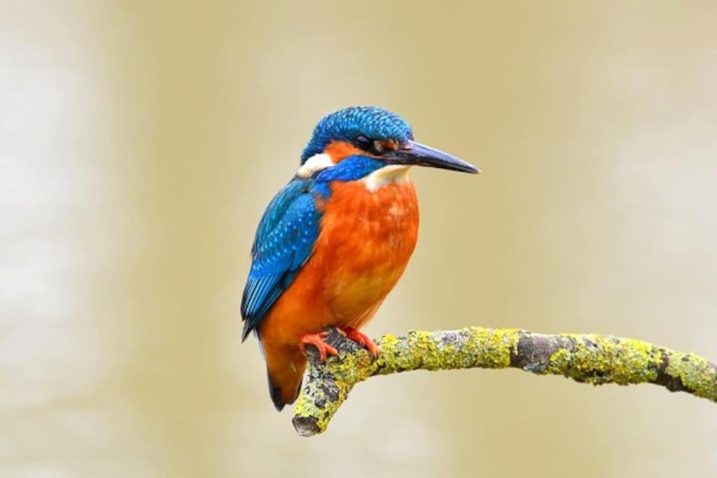 La Bessinoise, 4chambres, Fibre optique et canoe NIORT & BESSINES