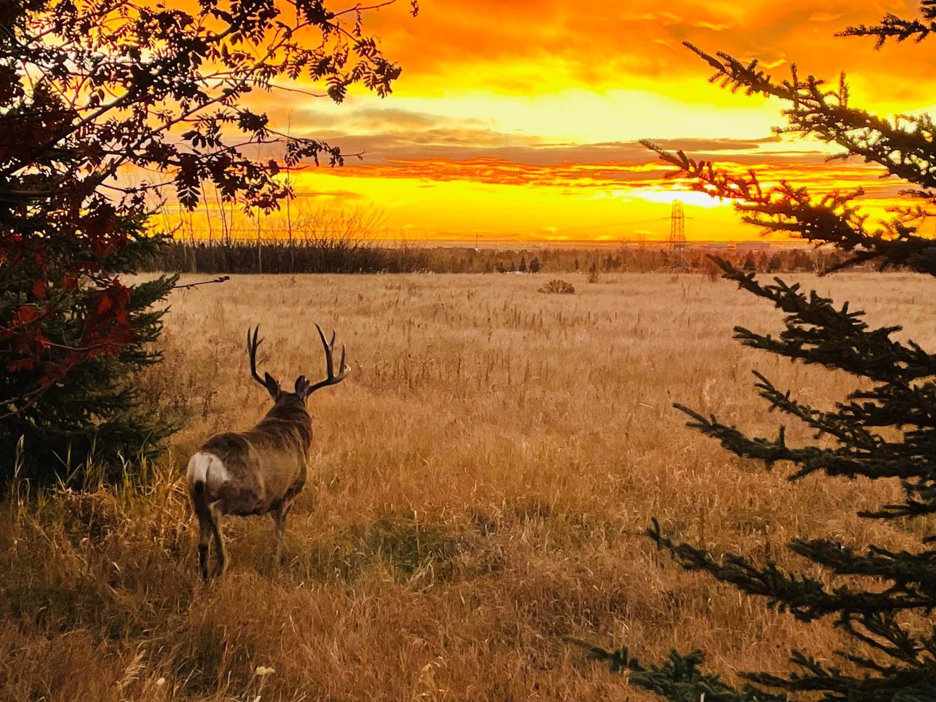 Mountain View One Bedroom Vacation Suite - WindTower 119