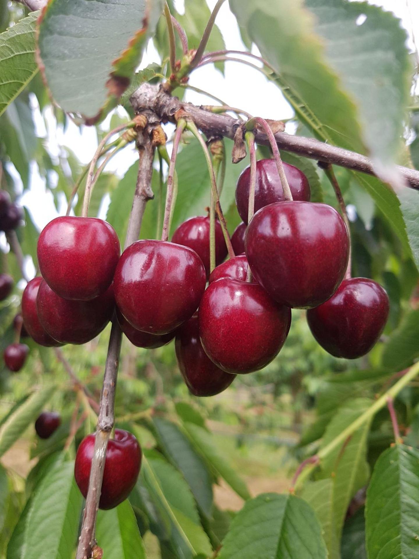 Obst- Und Ferienhof Karoline