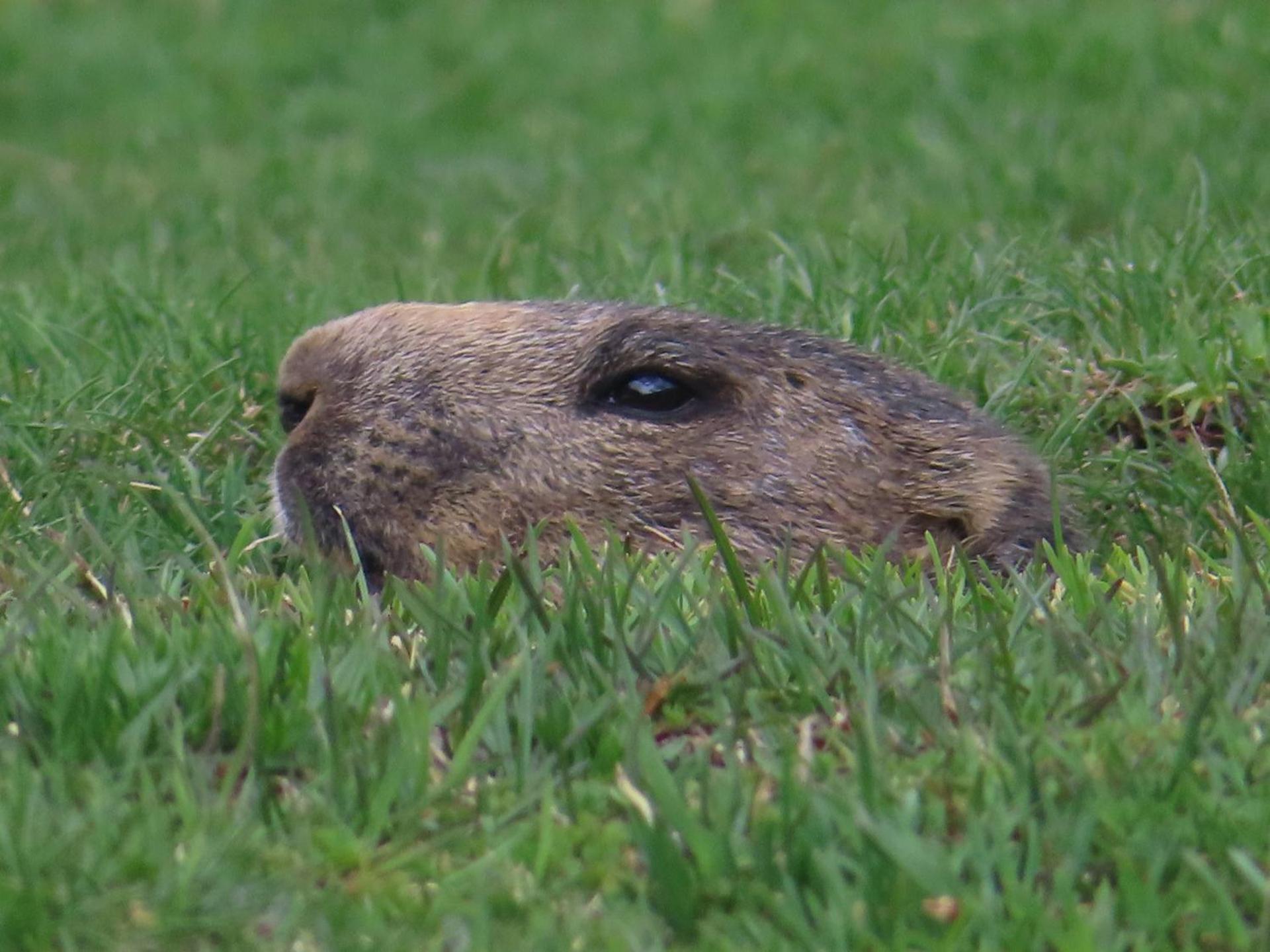 Pirineos como en casa 2
