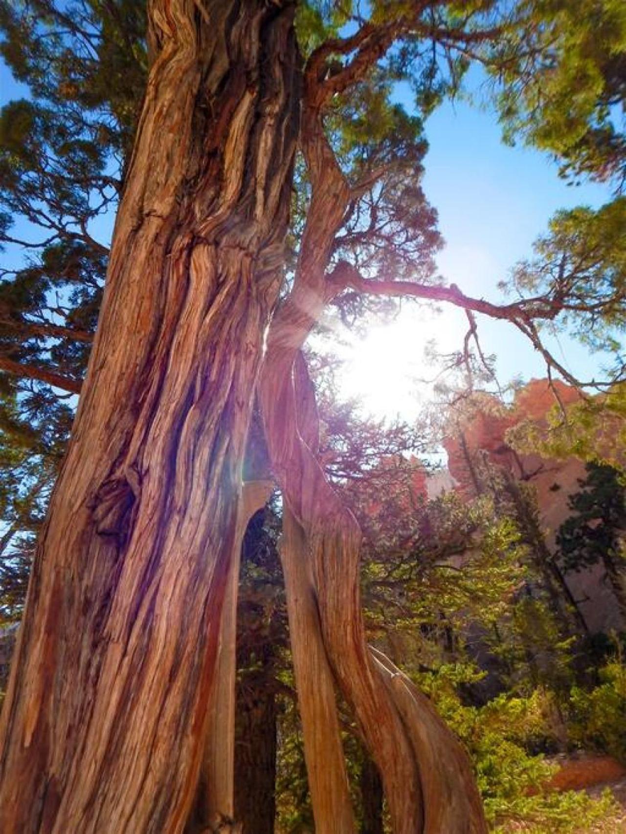 ZC3 Gateway to Zion With Two Masters