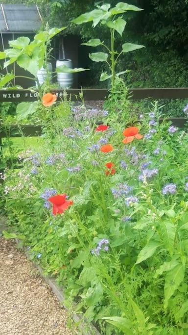 The Willow (Alton Towers, Animals, Peak District)