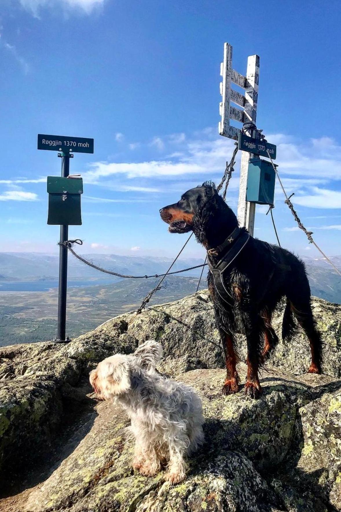 Hyggelig leilighet i sentrum