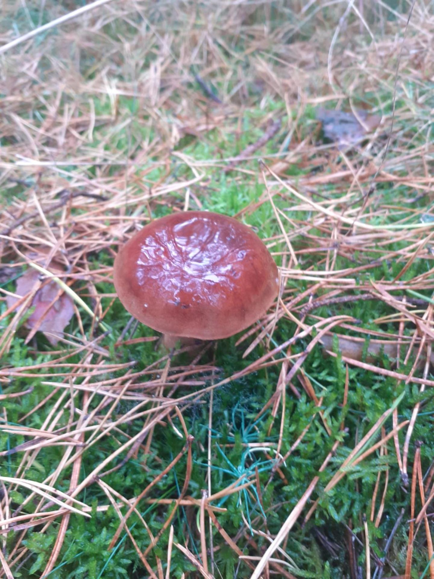 Noclegi Pod Dębem , Wiśniówka