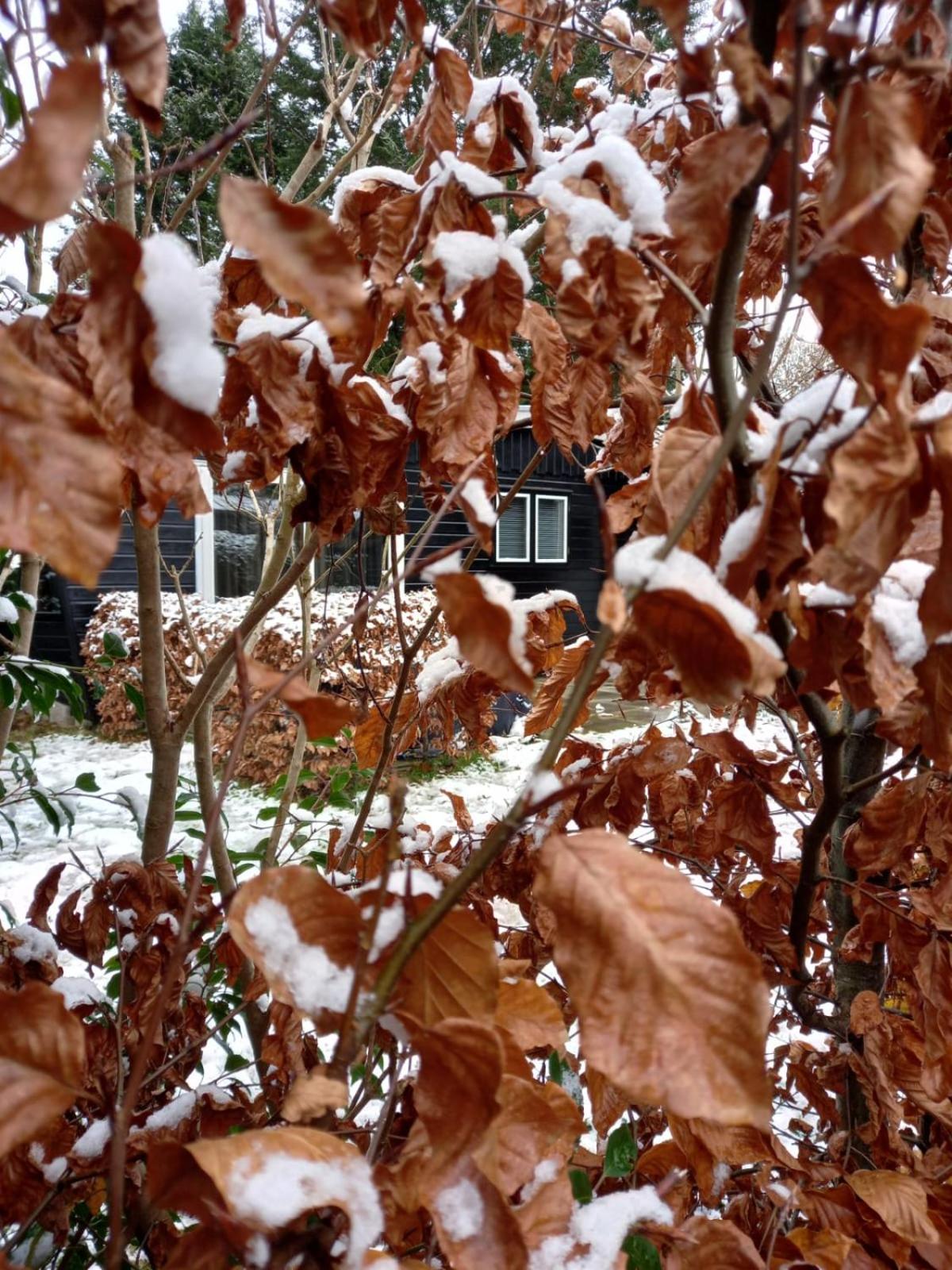 Chalet Wild Forest, knus chalet op de Veluwe met gratis parkeren