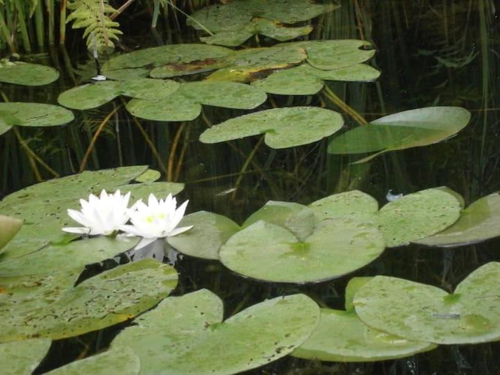 Im Naturschutzgebiet gelegene Ferienwohnung