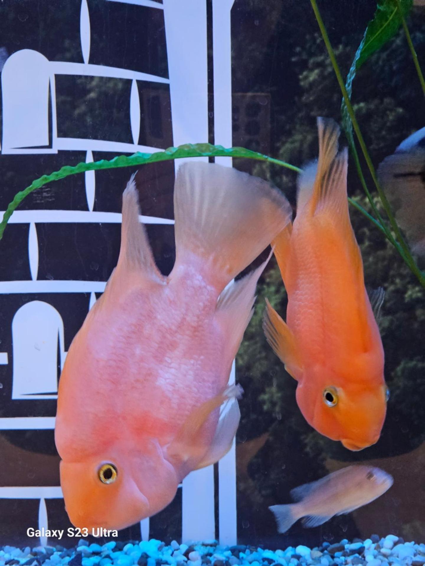 Străjerii Cetății