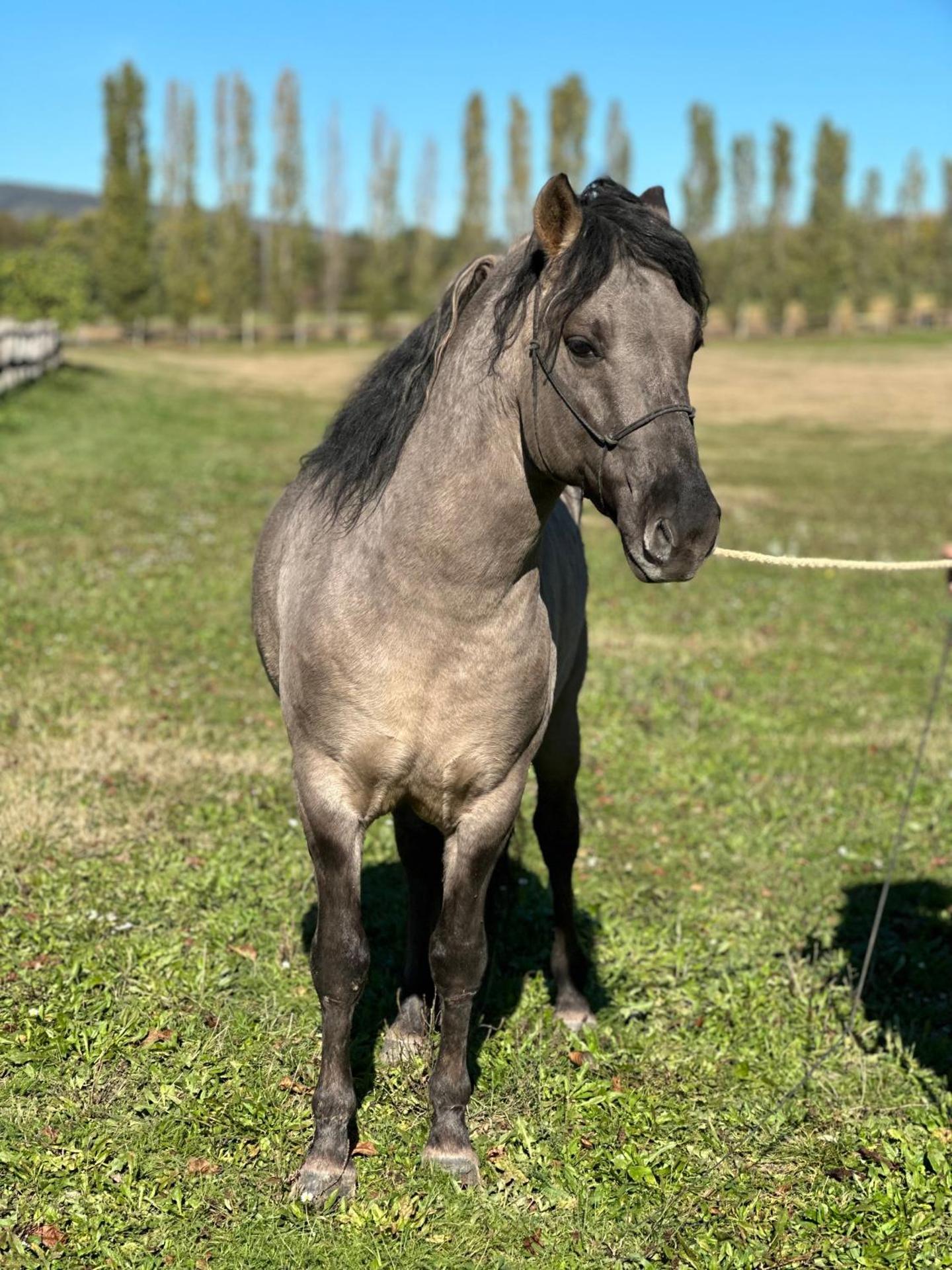 Kishosszúrét Vendégház