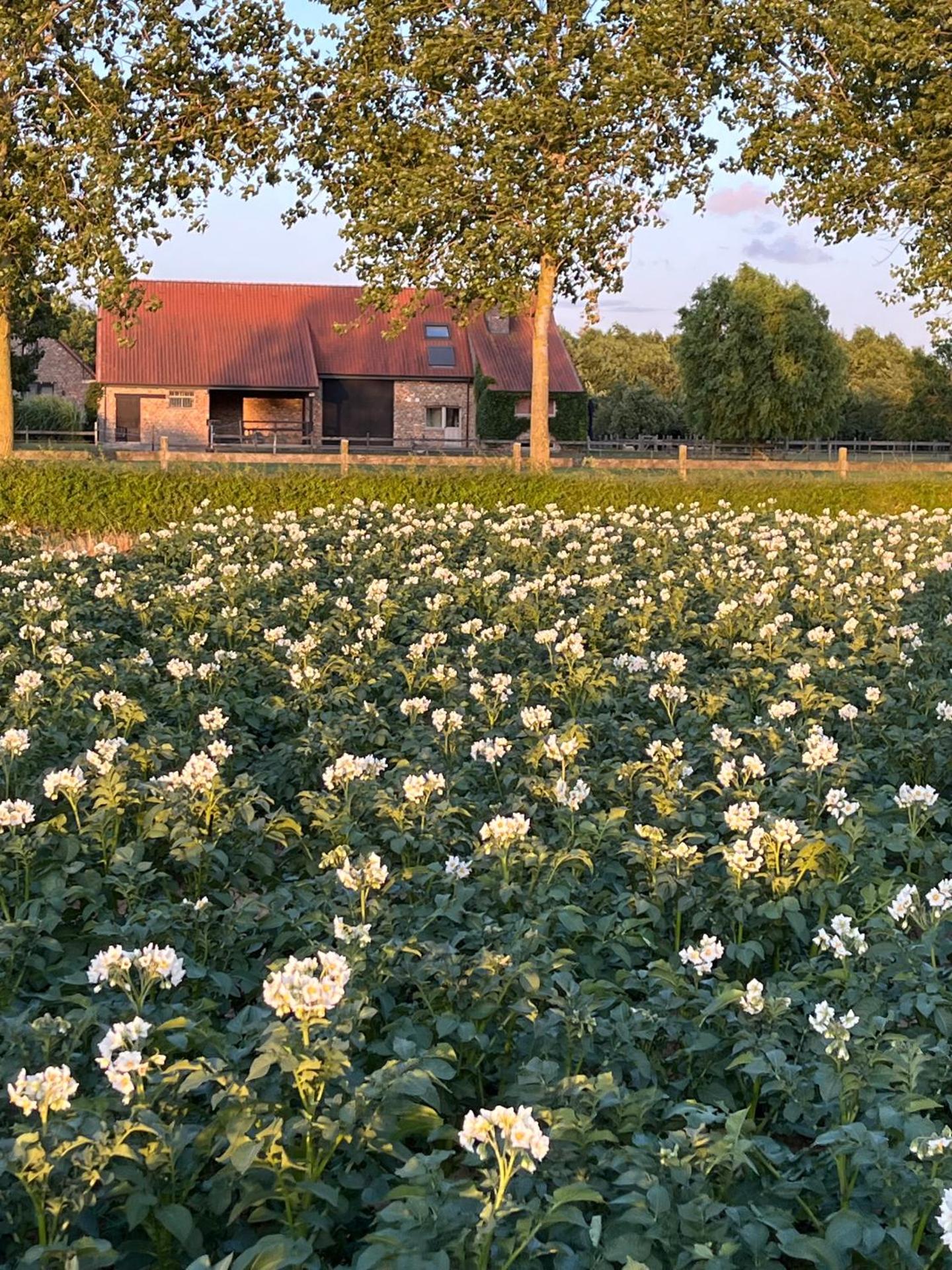 Vakantiewoning - Ter Douve