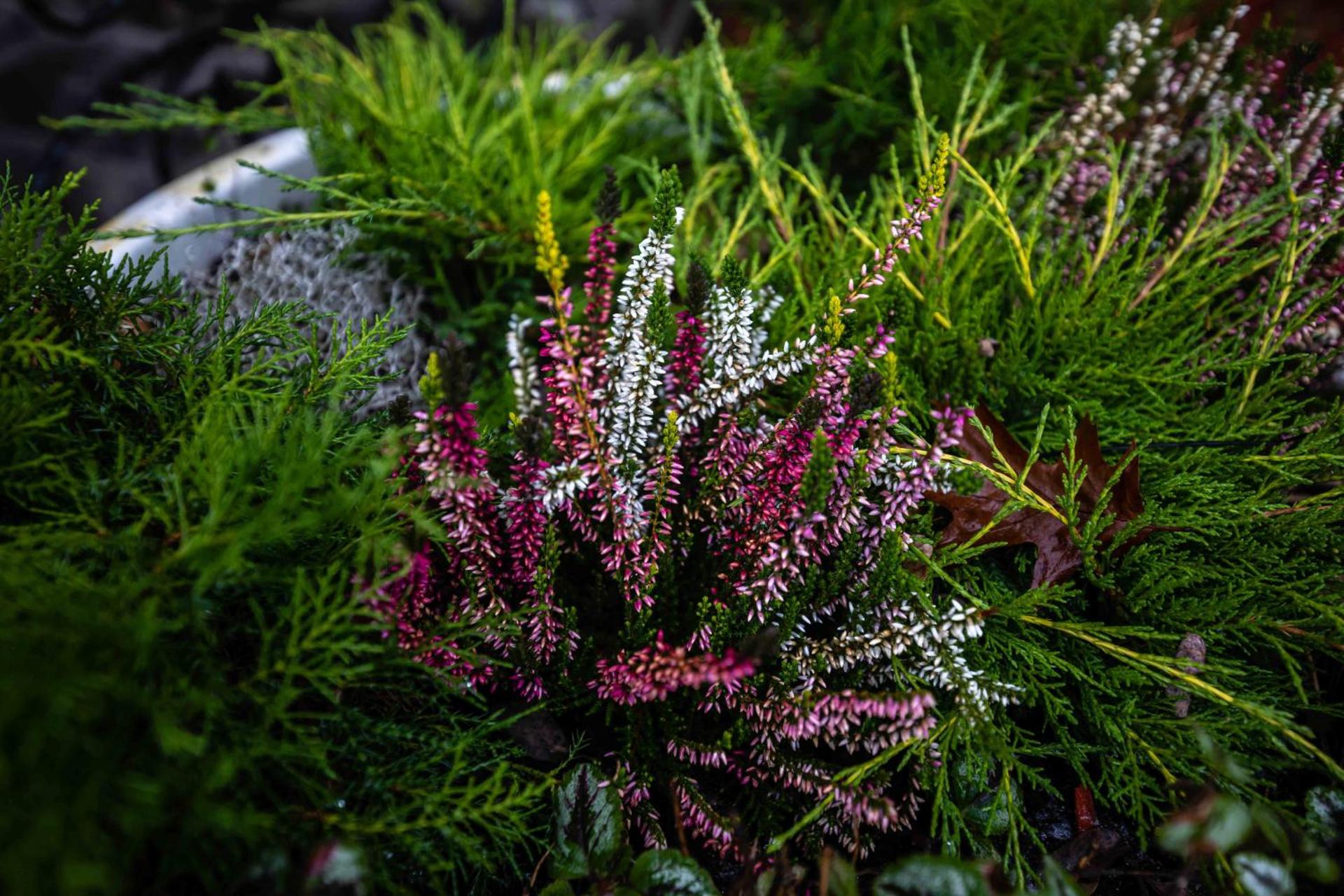 Pensiune Restaurant Lyra