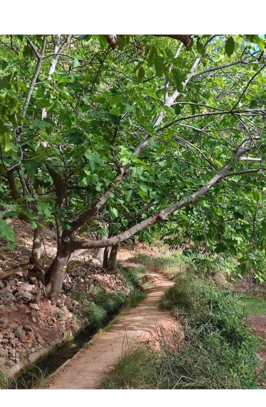 Mi casica de Bogarra