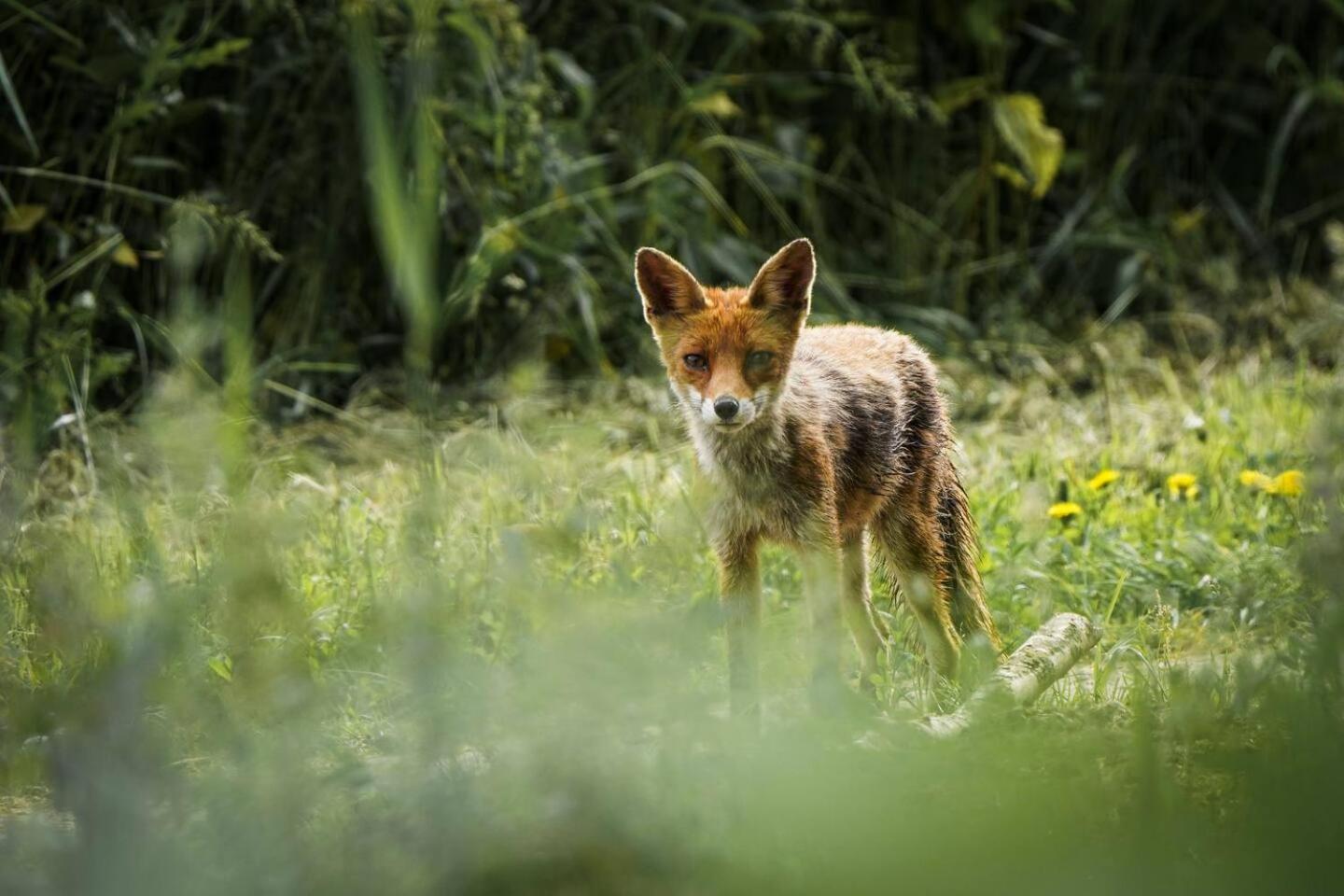 Groot vakantiehuis nabij Amsterdam inclusief jacuzzi