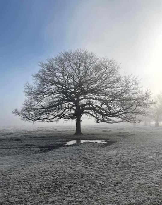 Turing Lodge, near Hampton Court