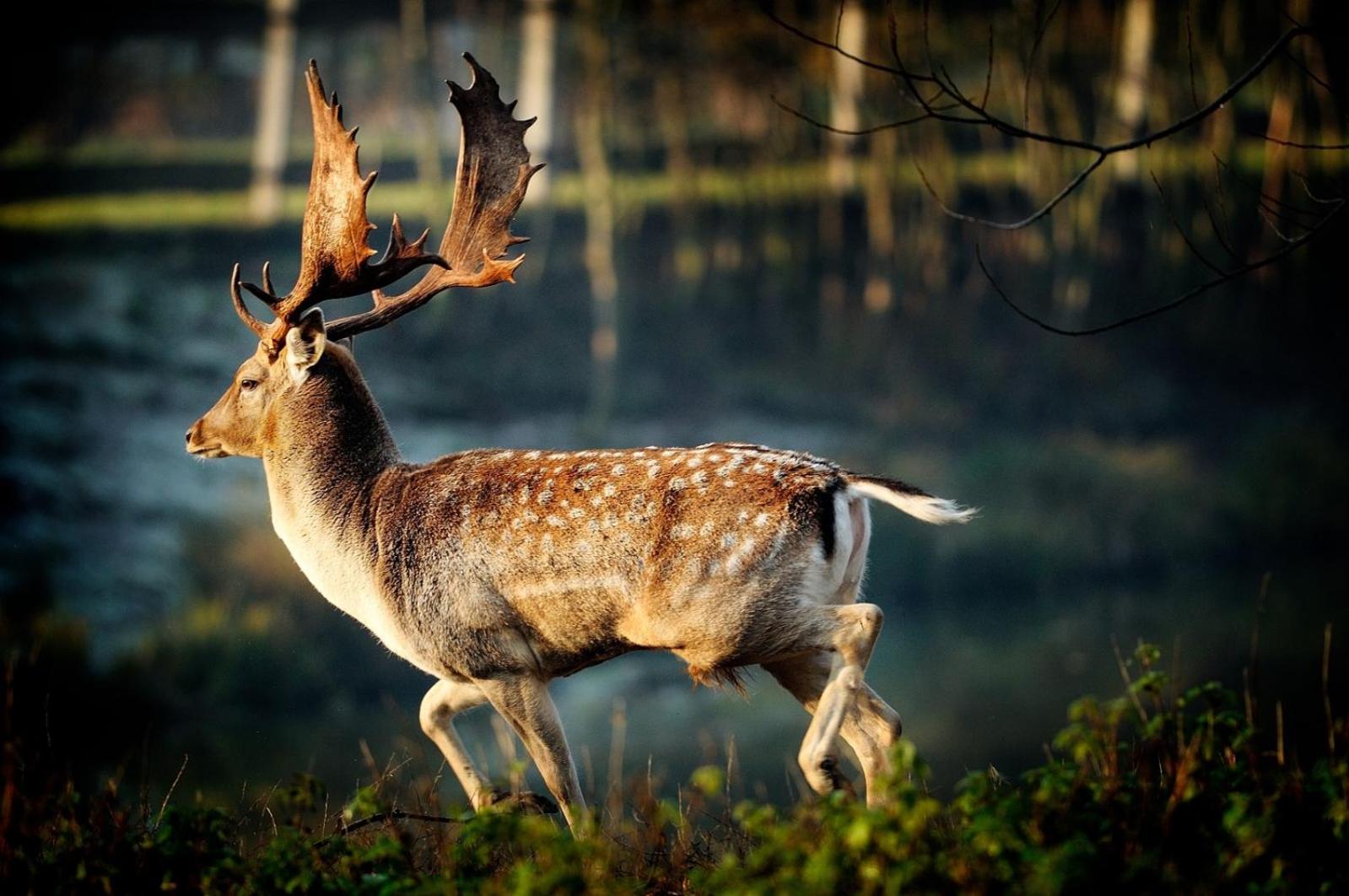 Penzion a restaurace U Nováků
