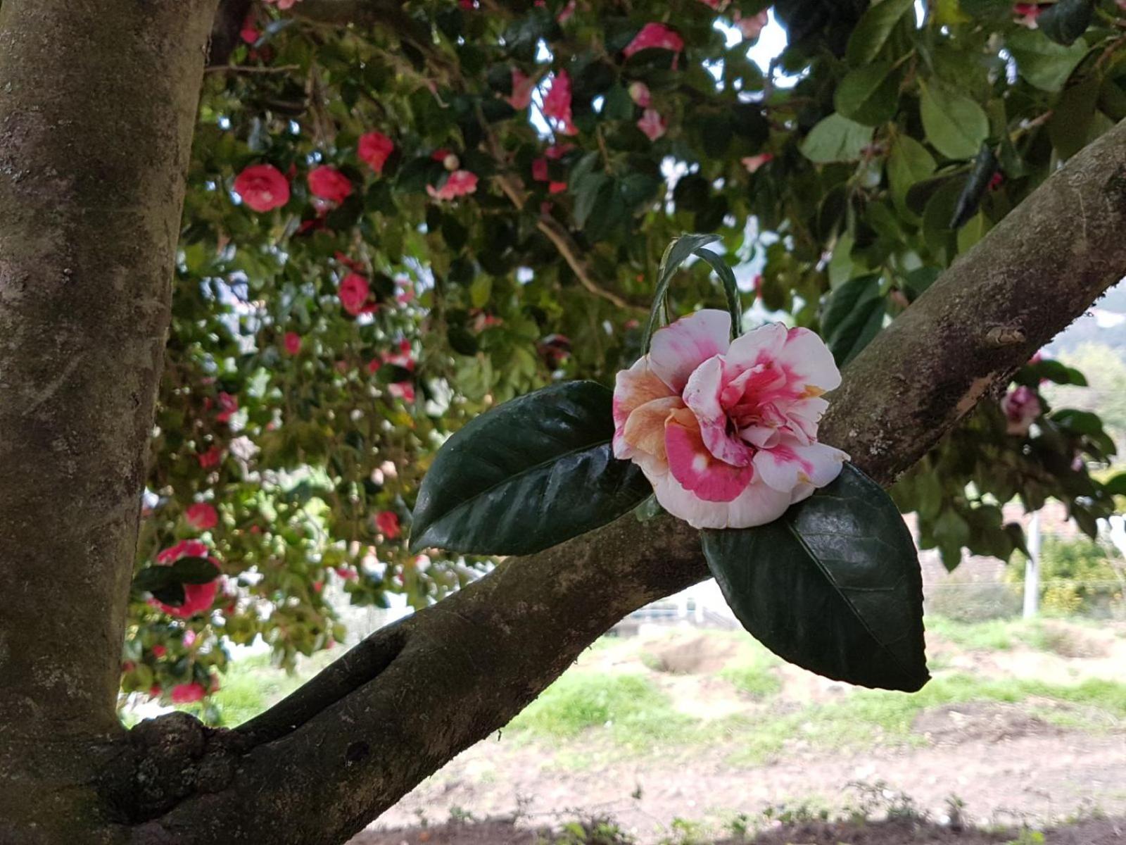 Casa de Campo - Cinfães do Douro